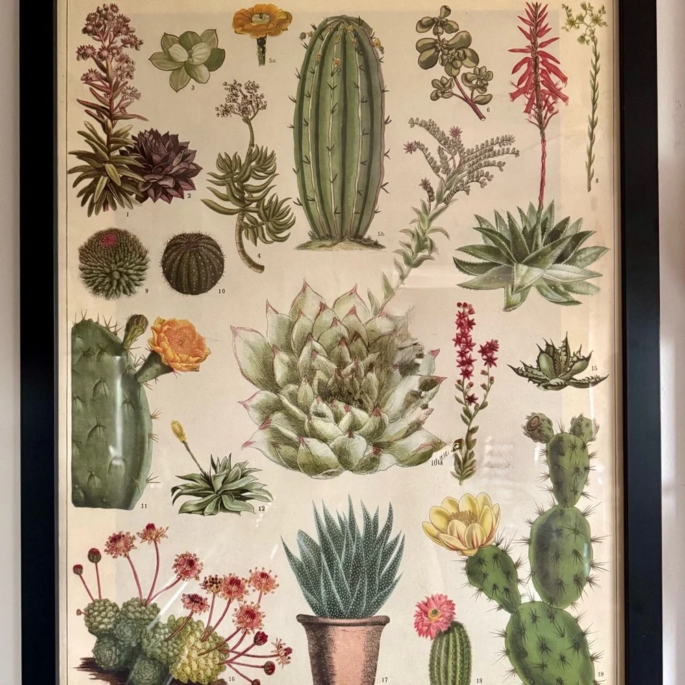 Framed Paper Source Botanical Cactus Art Poster - Green and Pink